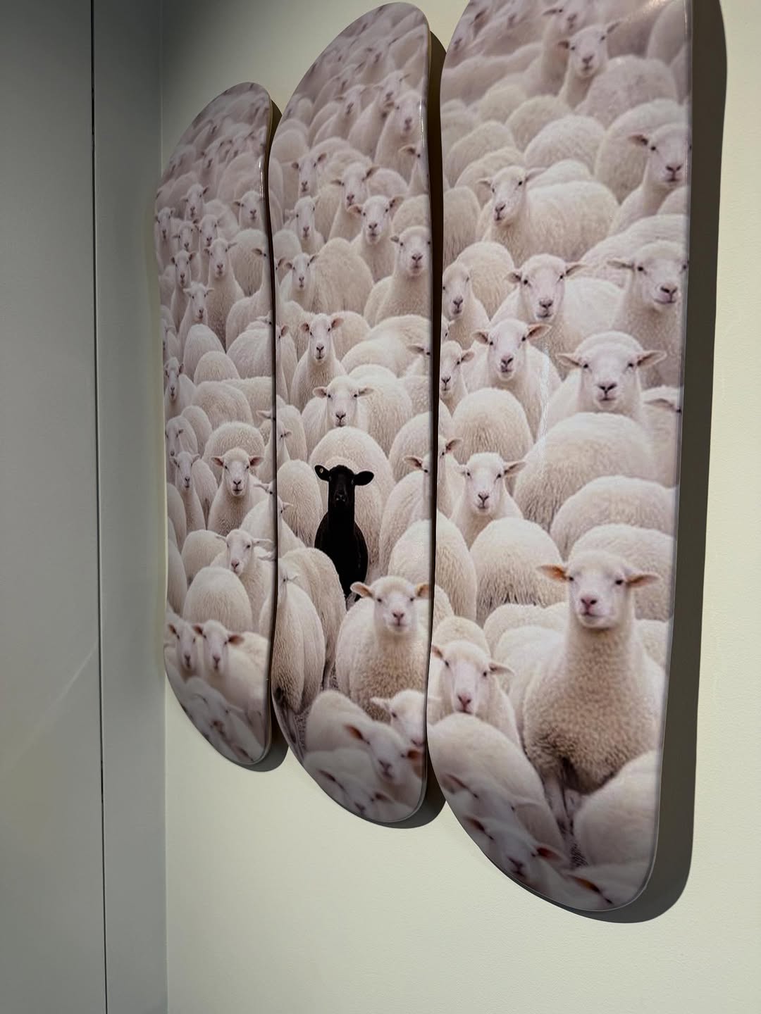 BLACK SHEEP