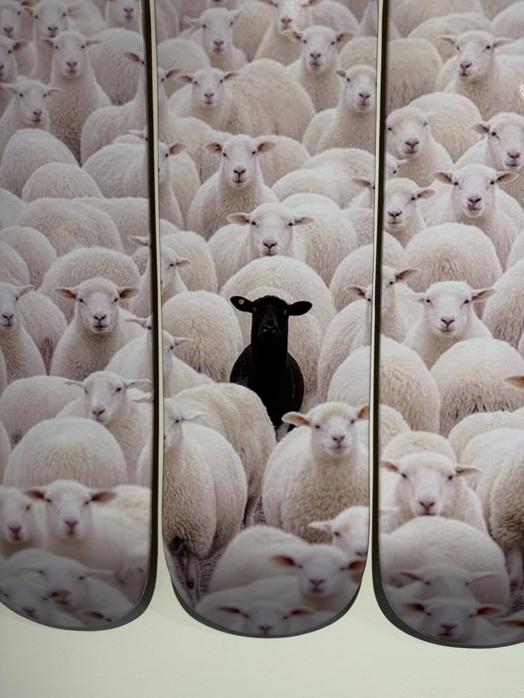 BLACK SHEEP
